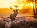 Red Deer in morning Sun.