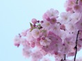 Cherry blossoms